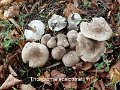 Tricholoma scalpturatum-amf1878